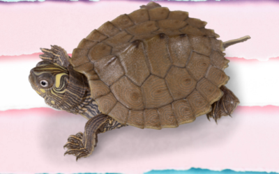 The Teenage Mutant Ninja Turtles Are Trans Icons: An Evidence-Based Argument