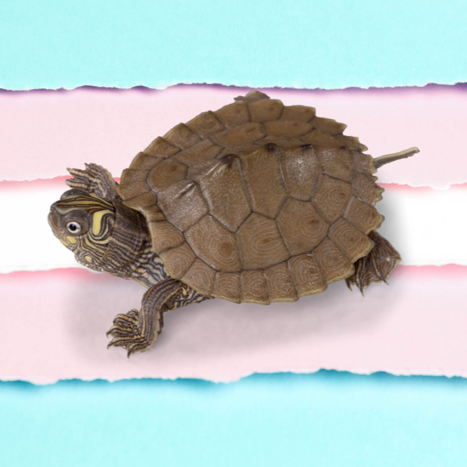 The Teenage Mutant Ninja Turtles Are Trans Icons: An Evidence-Based Argument